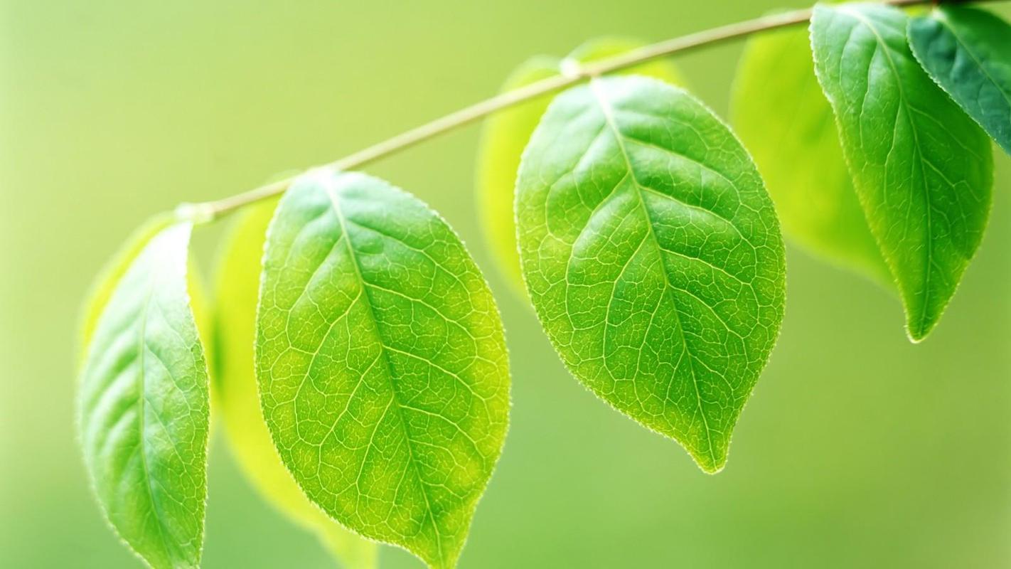 蓝猫幼儿语言中班第27课洗脸歌