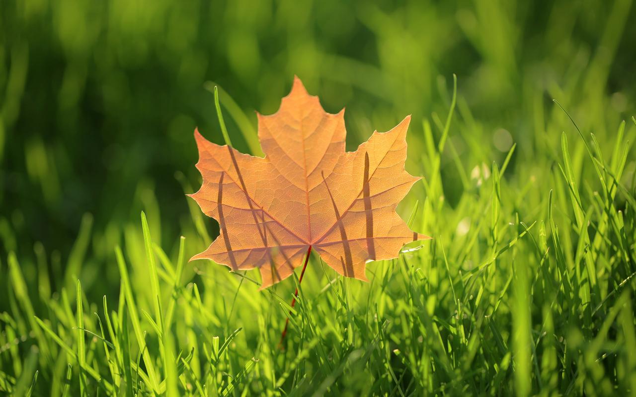 讲历史故事的女安岚简介