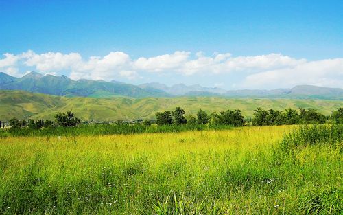 我爱你我很爱你的句子(精选741句)